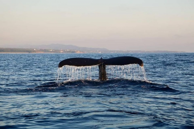 Avistamiento de ballenas